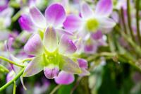 Singapur Botanischer Garten