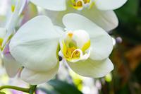 Singapur Botanischer Garten