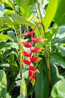 Singapur Botanischer Garten