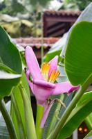 Singapur Botanischer Garten