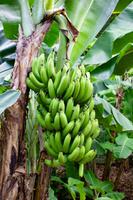 Singapur Botanischer Garten