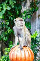 Kuala Lumpur Batu Caves