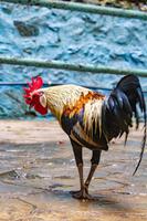Kuala Lumpur Batu Caves