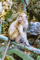 Kuala Lumpur Batu Caves
