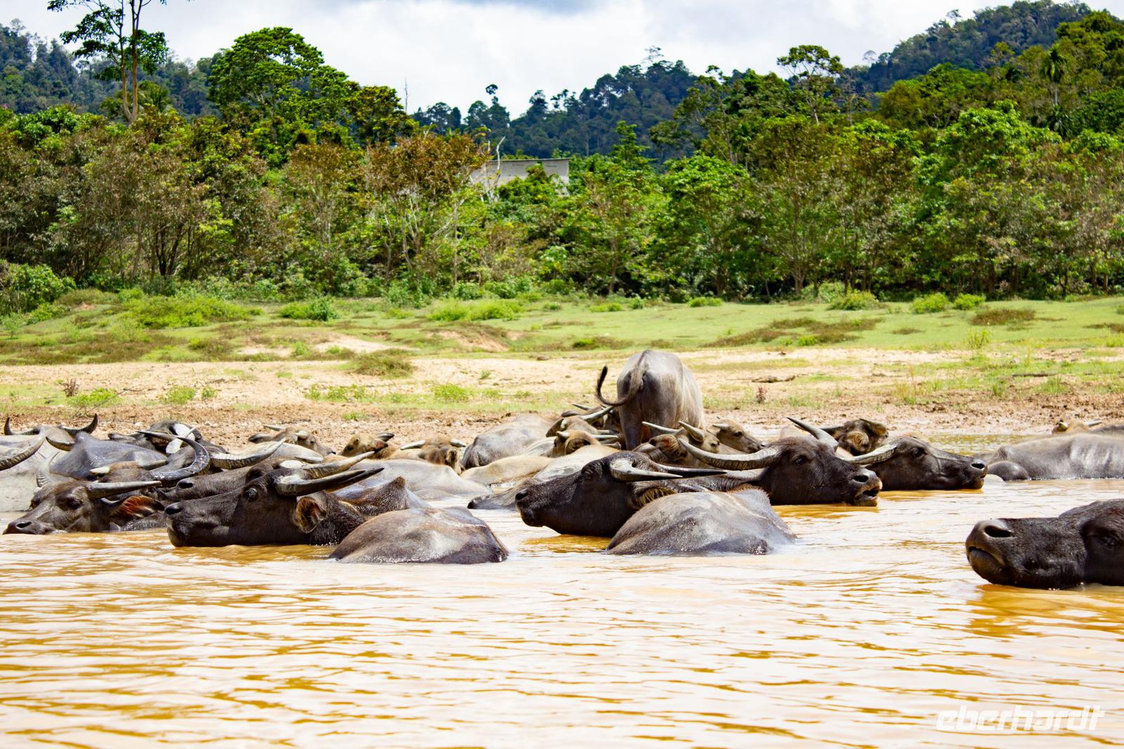 Bootsfahrt Tama Negara