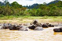 Bootsfahrt Tama Negara