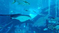 Singapur, Sentosa, Aquarium