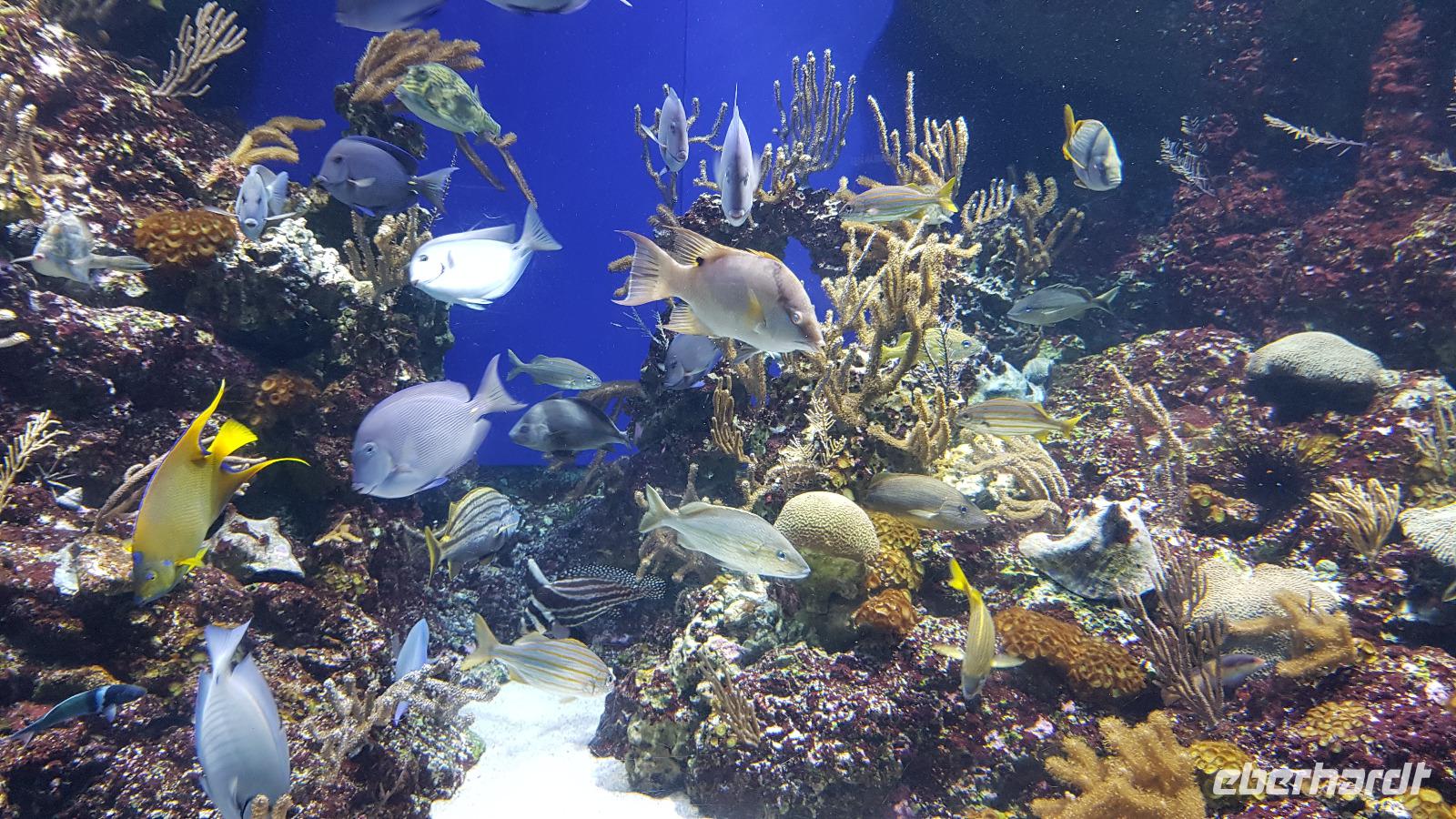 Singapur, Sentosa, Aquarium