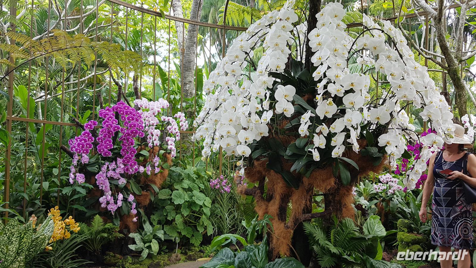 Singapur, Orchideengarten