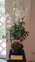 Singapur, Orchideengarten, Orchidee von Lady Daina