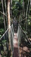 Malaysia, Taman Negara NP, Canopy Pfad