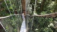 Malaysia, Taman Negara NP, Canopy Pfad