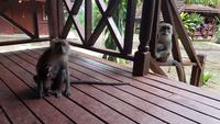 Malaysia, Mutiara Taman Negara Resort, freundliche Besucher