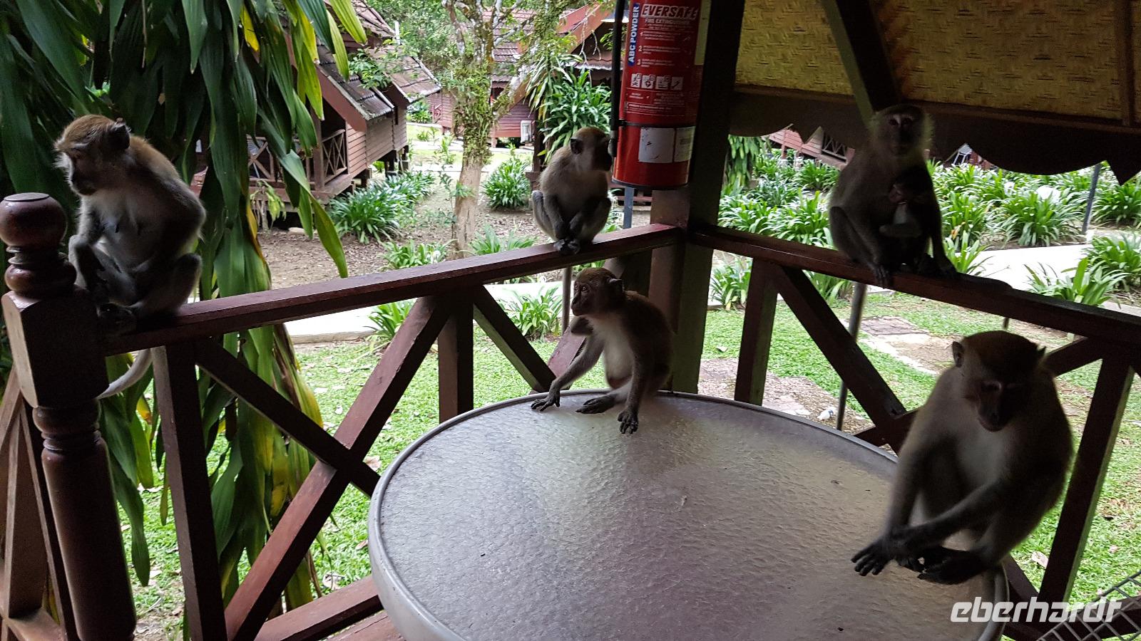 Malaysia, Mutiara Taman Negara Resort, zahlreiche Besucher