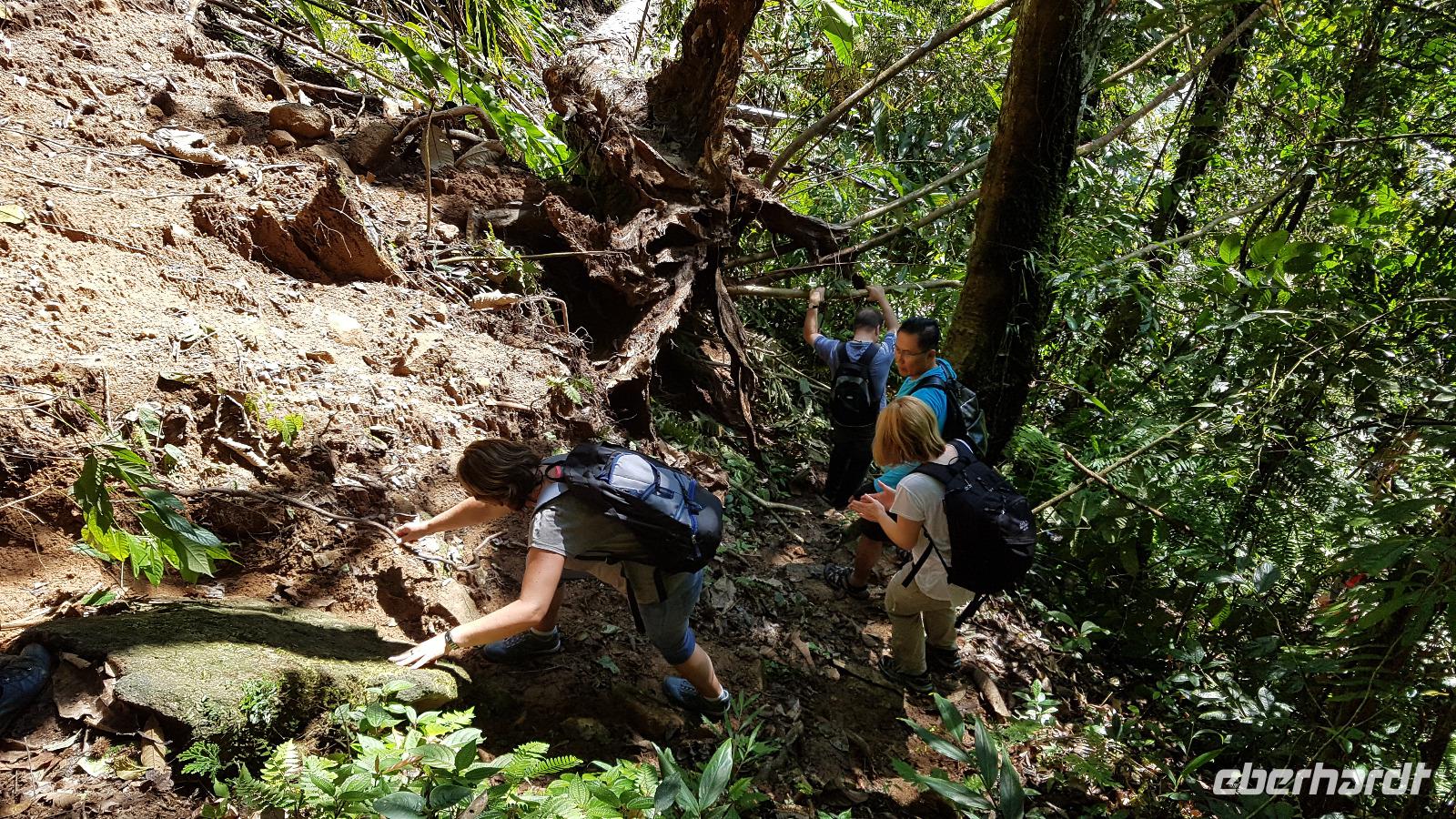 Malaysia, Cameron Highlands, Wanderung im Dschungel