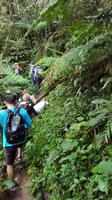 Malaysia, Cameron Highlands, Wanderung im Dschungel
