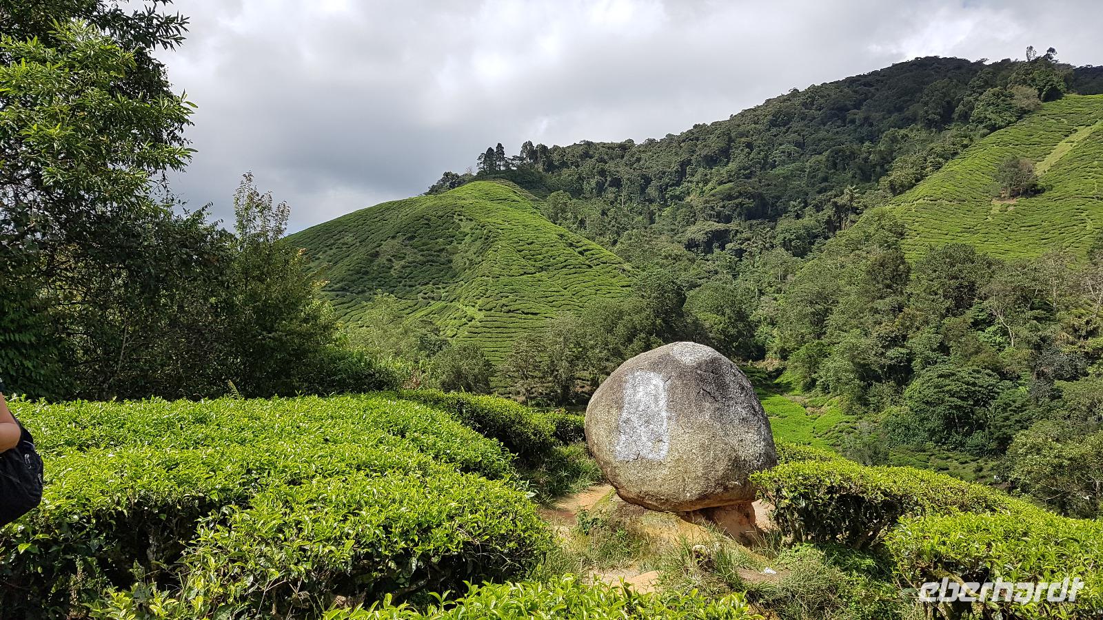Malaysia, Cameron Highlands, BOH Teeplantagen