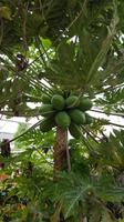 Malaysia, Cameron Highlands, Papaya