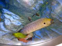 Rundreise Singapur & Malaysia, Sentosa Island