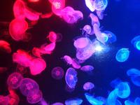 Rundreise Singapur & Malaysia, Sentosa Island