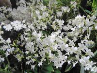 Rundreise Singapur & Malaysia, Singapur, Orchideengarten