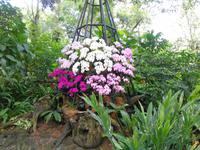 Rundreise Singapur & Malaysia, Singapur, Orchideengarten