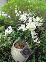 Rundreise Singapur & Malaysia, Singapur, Orchideengarten