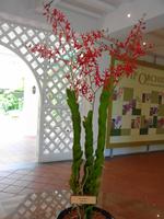 Rundreise Singapur & Malaysia, Singapur, Orchideengarten