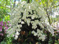 Rundreise Singapur & Malaysia, Singapur, Orchideengarten