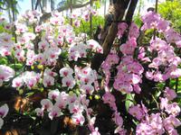Rundreise Singapur & Malaysia, Singapur, Orchideengarten