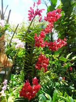 Rundreise Singapur & Malaysia, Singapur, Orchideengarten