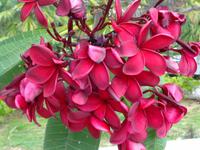 Rundreise Singapur & Malaysia, Stadtrundfahrt Kuala Lumpur, Park 