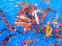 Rundreise Singapur & Malaysia, Stadtrundfahrt Kuala Lumpur, Koi-Becken