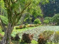 Rundreise Singapur & Malaysia, Kek Lok Tong Cave Temple, Garten