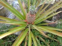 Rundreise Singapur & Malaysia, Kuala Kangsar, Ananaspflanze