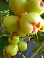 Rundreise Singapur & Malaysia, Kuala Kangsar, Wasserapfel