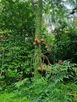 Singapur - Gardens by the Bay (Kanonenkugelbaum)