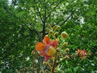 Singapur - Gardens by the Bay (Kanonenkugelbaum)