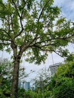 Singapur - Gardens by the Bay (Leberwurstbaum)