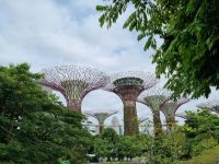 Singapur - Gardens by the Bay