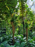 Singapur - Orchideengarten