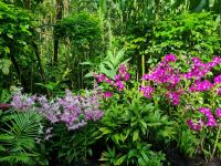 Singapur - Orchideengarten
