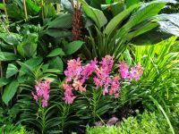 Singapur - Orchideengarten