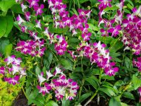 Singapur - Orchideengarten