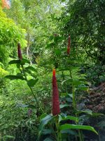 Singapur - Orchideengarten