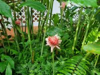 Singapur - Orchideengarten