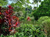 Singapur - Orchideengarten