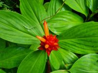 Singapur - Orchideengarten 