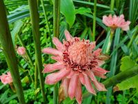 Singapur - Orchideengarten