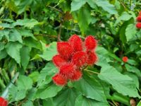 Singapur - Orchideengarten